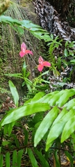 Disa uniflora
