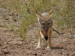 Lycalopex