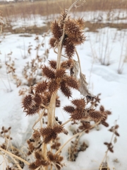 Xanthium strumarium