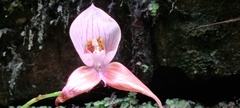 Disa uniflora
