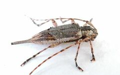 Trichocanonura linearis