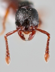 Myrmecina americana