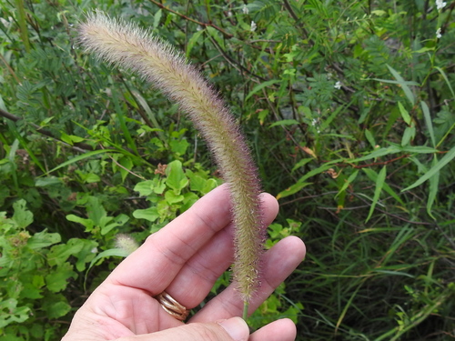 Image of Cenchrus nervosus by (c) Sam Kieschnick, some rights reserved (CC BY)