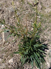 Reseda lanceolata lanceolata