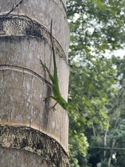 Anolis garmani