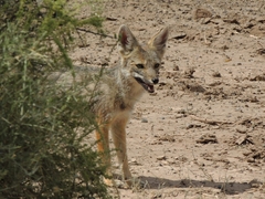 Lycalopex