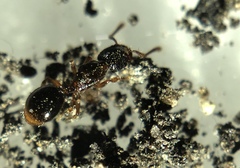 Myrmecina americana