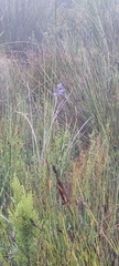 Disa graminifolia