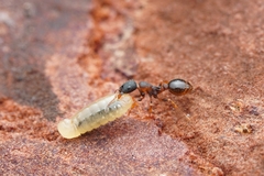 Leptothorax