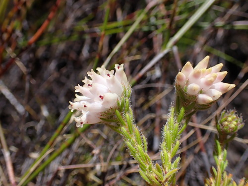 Image of Erica maderi by (c) Ren Hoekstra, some rights reserved (CC BY)