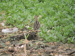 Gallinago paraguaiae