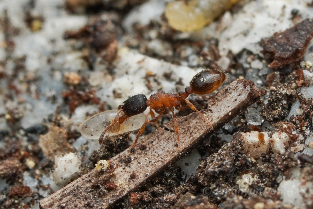 Northern Thin Ant