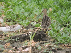 Gallinago paraguaiae
