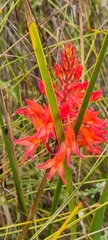 Disa ferruginea