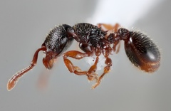 Myrmecina americana
