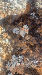 Rhizoplaca chrysoleuca