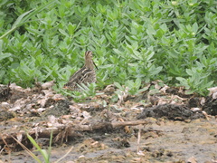 Gallinago paraguaiae