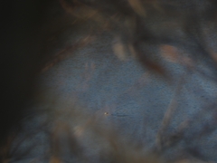 Melanitta perspicillata