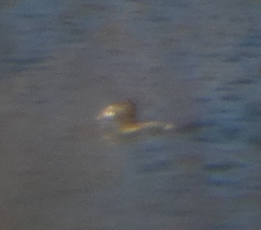 Melanitta perspicillata