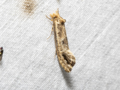 Moerarchis inconcisella