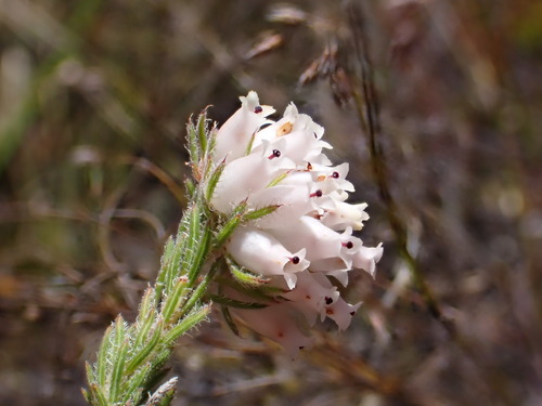 Image of Erica maderi by (c) Ren Hoekstra, some rights reserved (CC BY)