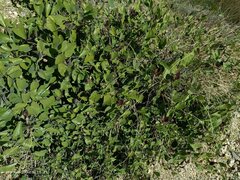 Aristolochia baetica