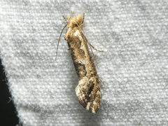 Moerarchis inconcisella