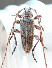 Trichocanonura linearis