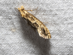 Moerarchis inconcisella