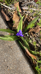 Tradescantia subacaulis