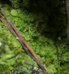 Lophocolea bidentata