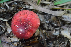 Russula lepida