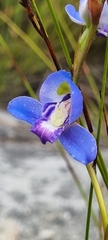 Disa graminifolia