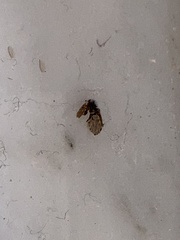 Clogmia albipunctata