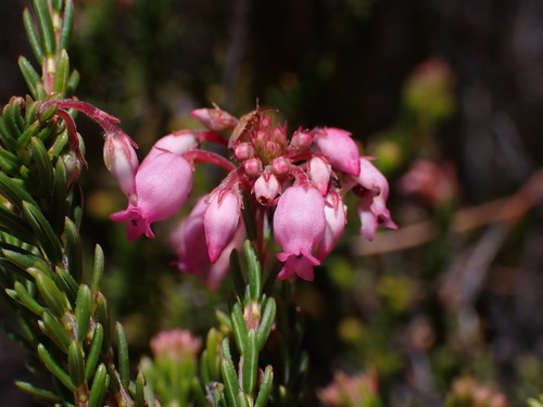 Image of Erica orculiflora by (c) Ren Hoekstra, some rights reserved (CC BY)