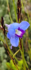 Disa graminifolia