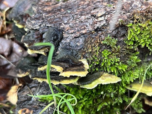 iNaturalist observation photo of Fungi Including Lichens