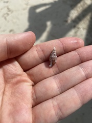 Cerithium litteratum