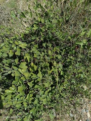 Aristolochia baetica