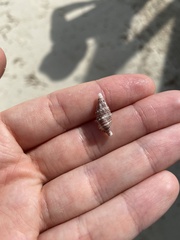 Cerithium litteratum