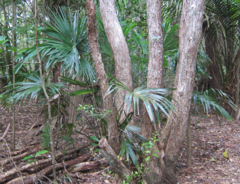 Trachycarpus fortunei