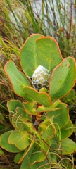 Protea speciosa
