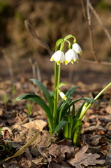 Leucojum vernum