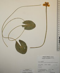 Nuphar microphylla