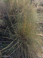 Macrochloa tenacissima