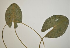 Nuphar microphylla