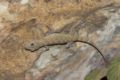 Gekko petricolus