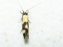 Opogona comptella