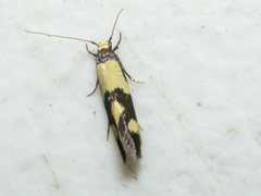 Opogona comptella