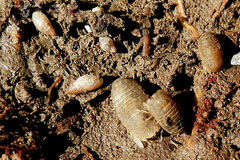 Lekanesphaera rugicauda